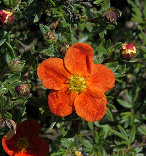 10x Fünffingerstrauch Red Ace - Potentilla fruticosa - lebende Gartenpflanze aus den Baumschulen
