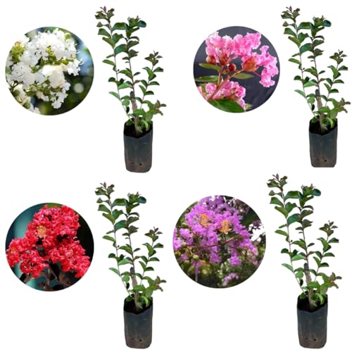 Kit Com 4 Mudas De Resedá - 1 Vermelho 1 Branco 1 Rosa 1 Roxo