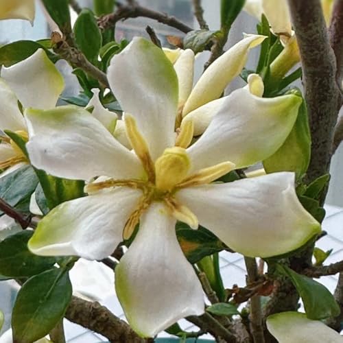 semi di gardenia - gardenia - semi to perenni per luoghi soleggiati, siepi arbusti ornamentali, decorazione, arbusti crescita rapida 8pcs