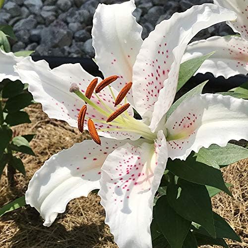 Muscadet Oriental Lilies Flower Bulbs - 3 Lily Bulbs per Pack - Pleasantly Scented - Attracts Butterflies and Hummingbirds - Good as Cut Flowers - Grows Well in Containers - Perennializing Garden