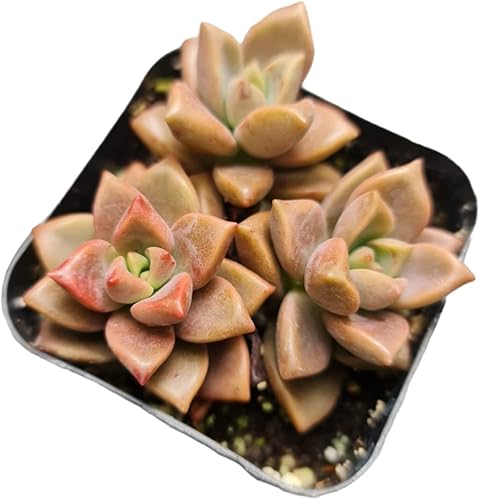 Vista 56 de Plantas de cactus suculentas vivas de USKC (maceta de 2 pulgadas)