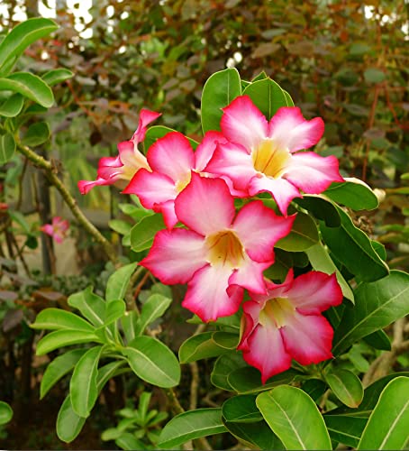 MOCCUROD 50 Desert Rose Flower Seeds Adenium Obesum Bonsai Seeds