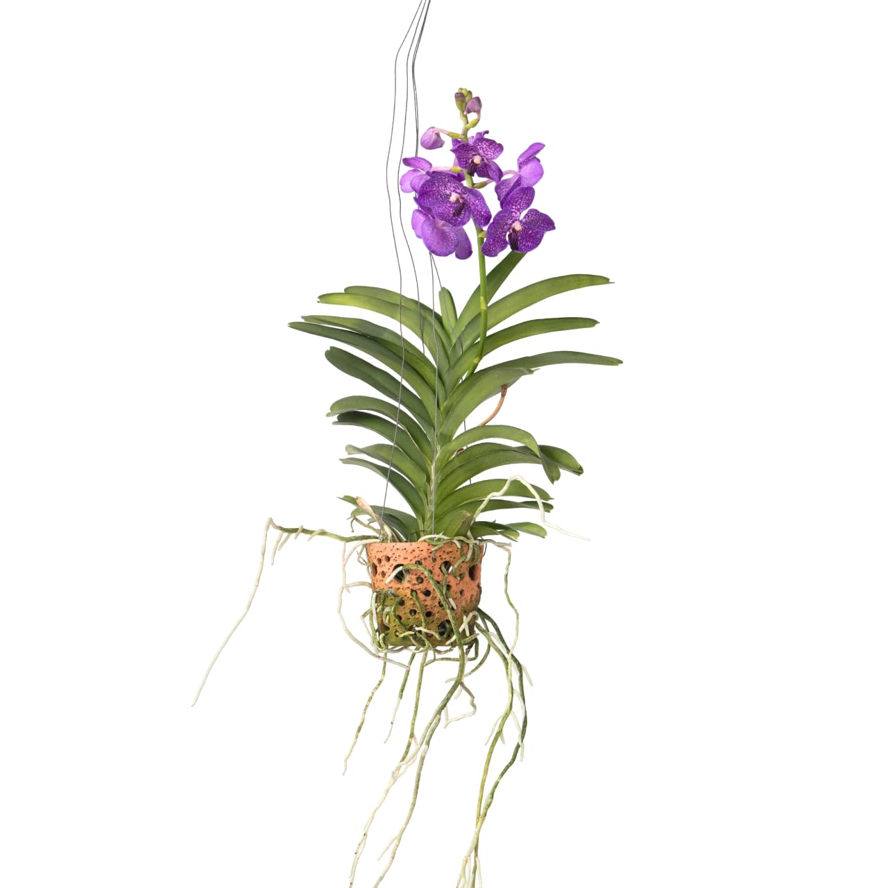 Plant in a Box - Vanda 'Botanica' en pot suspendu en terre cuite - Orchidée - Bleu - ⌀12cm - Hauteur 50cm