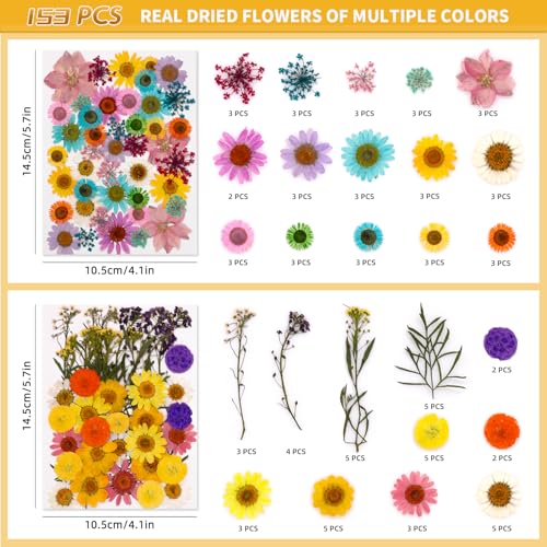 Kit de flores secas prensadas para manualidades miniatura 2