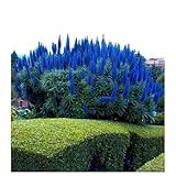 Seeds and Things Pride of Madeira 25 Seeds - Echium Fastuosum -Perennial