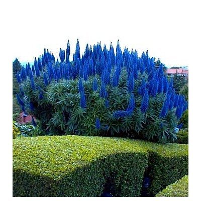 Seeds and Things Pride of Madeira 25 Seeds - Echium Fastuosum -Perennial Seeds and Things Pride of Madeira 25 Seeds - Echium Fastuosum -Perennial