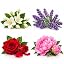 Rose Jasmine Peony Lavender