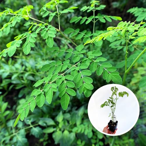 ＩＴＡＮＳＥ モリンガの苗木 (ワサビノキ) 9cmポット苗 2個セット 約90種の栄養素を持つ植物として食用に栽培され 葉 実 花 茎 根など余すところなく利用できます ポット苗なのでほぼ年中植付け可能のサムネイル