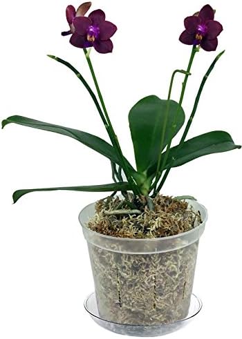 rePotme 6 inch Orchid Pot - Slotted Clear Orchid Pots - 6 Pack