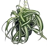 Bonnie Curly Spider Plant -Cleans The Air - 6' Hanging Basket