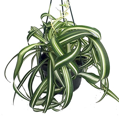 Bonnie Curly Spider Plant -Cleans The Air - 6" Hanging