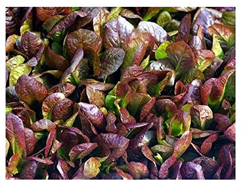 Cimmaron Romaine graines de laitue * 200 graines/Condit. * Heirloom * Charme Couleur rouge profond *