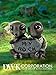 DWK - Rock Solid Love - Adorable Romantic Turtle Couple Two-Piece Figurine Best Friends Lovers Collectible Valentine's Day Gifts Office Desk Statue Home Decor Patio Garden Accent, 5.5-inch