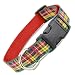 Plaid Dog Collar, Buchanan Tartan, Medium, 3/4" Wide (10' - 16")