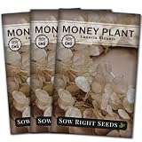 Sow Right Seeds - Money Plant Seeds - Honesty or Silver Coin Plant - Non-GMO Heirloom Seeds - Indoor or Outdoor - Full Instructions for Planting and Growing a Flower Garden - Great Gardening Gift (3)