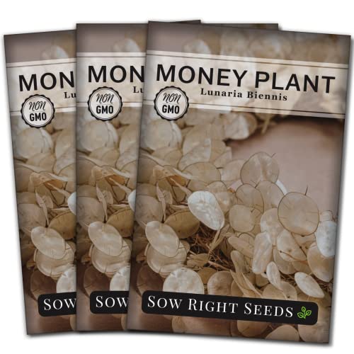 Sow Right Seeds - Money Plant Seeds - Honesty or Silver Coin Plant - Non-GMO Heirloom Seeds - Indoor or Outdoor - Full Instructions for Planting and Growing a Flower Garden - Great Gardening Gift (3)