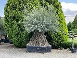 bonsai ulivo bomboniera prezzo  Ulivo Olivo Olea Europea Bonsai 275-300 cm