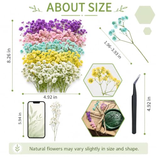 100 flores mini secas de paniculata prensadas para manualidades miniatura 2