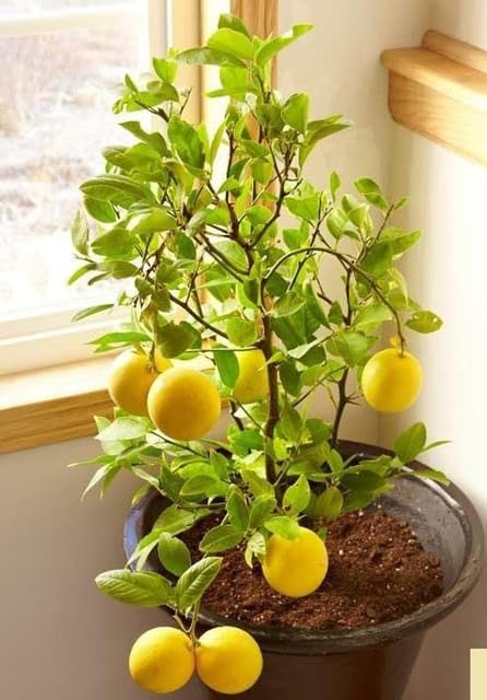 Hybrid Lemon Live Plant for Outdoor Home Garden Terrace and Backyard Cultivation Suitable for All Season Conditions Pack of 1-image-43