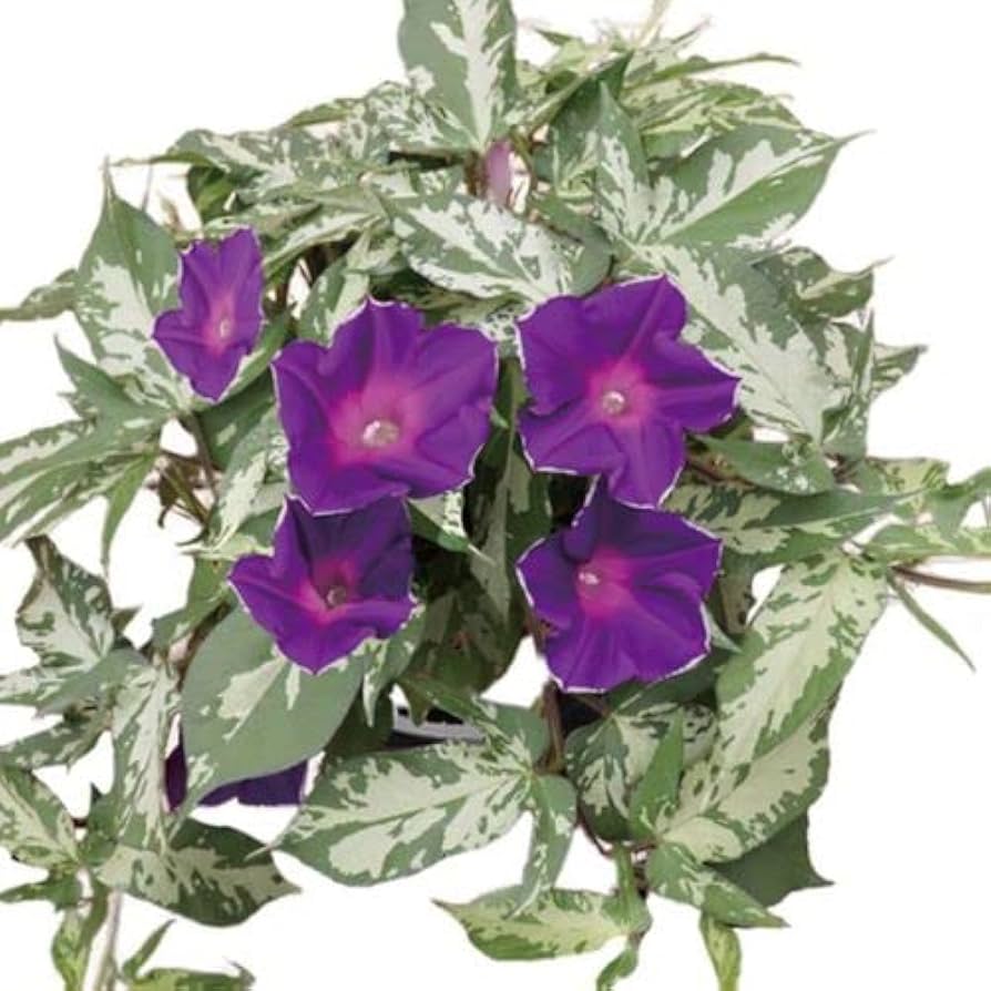 あさがおさん　３点おまとめ購入 朝顔刺繍額(ナチュラル） ギフト 朝顔 プレゼント 夏ギフト