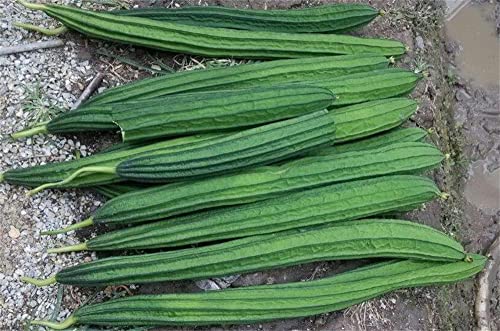 Zcbang 20+ Seeds Ridged Gourds Angled Luffa Sponge Gourds Luffa Acutangula Seeds #TOP2