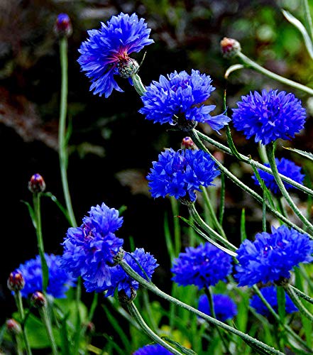 Portal Cool 3G (~ 600 Seeds): 200/1200 Semi Fiordaliso Fiordaliso lungo blu/Centaurea cyanus