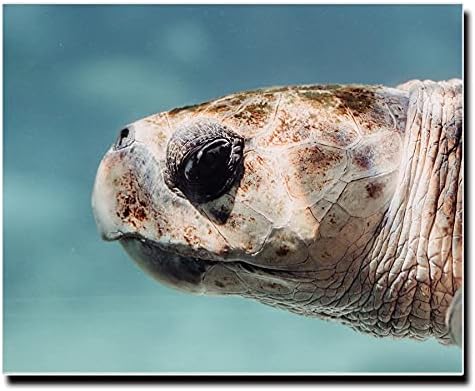 アートパネル キャンバス ファブリック パネル アートボード インテリア おしゃれ 長方形 正方形 大きい 額縁 壁紙 ブランド 亀 ウミガメ カメ タートル 海 52 Off