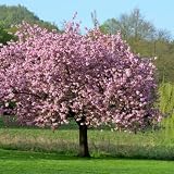 Magnolia giapponese ad alberello 'Magnolia soulangeana' pianta in vaso ø30 cm h 110/130 cm Vivaio di Castelletto