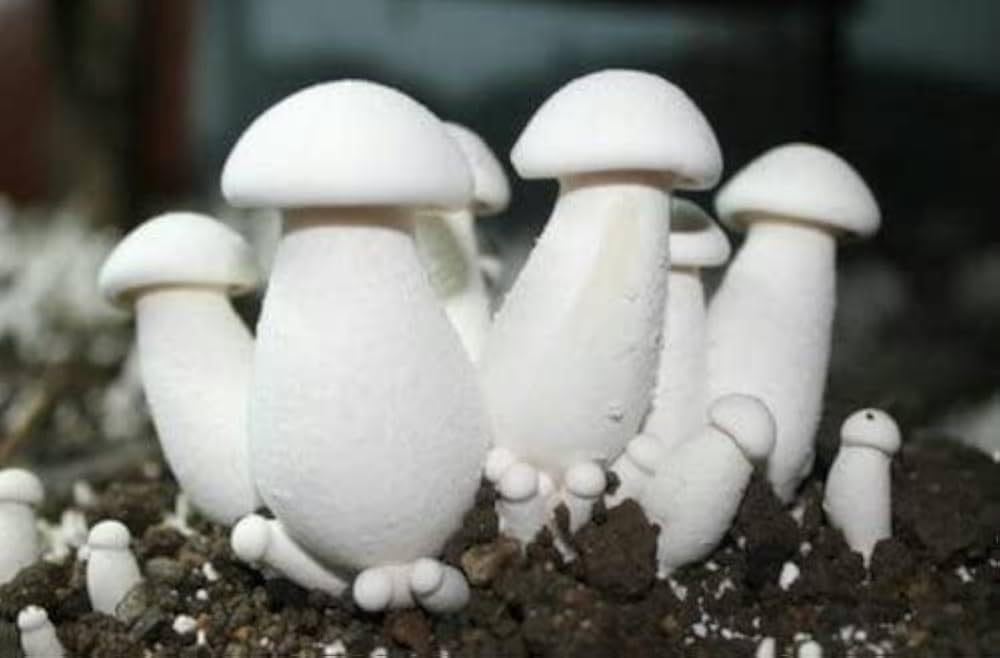 Milky Mushroom Spawn 200g, 100% Organic & Natural — Amazon image 3