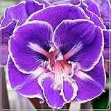 Bulbo di Amaryllis,Incredibile Inverdimento Del Giardino Floreale/Lampadine importate/Ed è affascinante-1,1bulbis