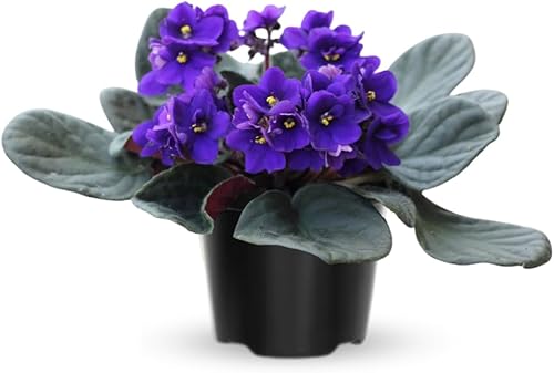 Blue African Violets - Plantas vivas de color violeta africano, 4 en maceta, 4 a 6 pulgadas de largo