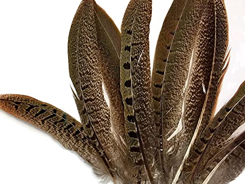 Pheasant Feathers - 12-14" Ringneck Pheasant Tail Feathers - 10 Feathers #TOP20