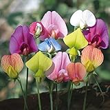 500Pcs Beautiful Mix Sweet Pea Flower Seeds Fragrant Non-GMO Flower Seeds