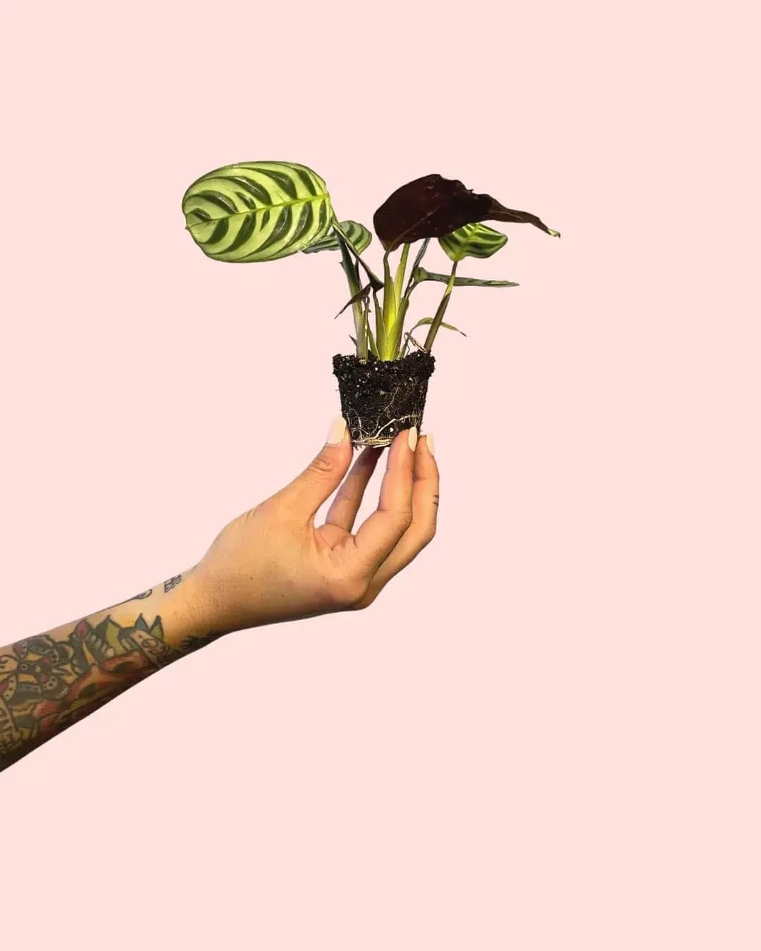 PUR PLANT Maranta amabilis | Planta natural de interior pet friendly | Tropical, compacta y decorativa | Hojas verdes con vetas plateadas | Maceta de Ø5 cm