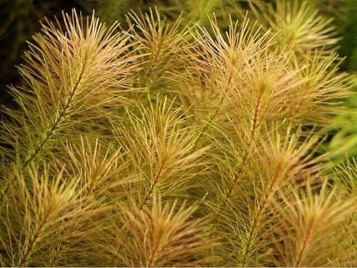 ロタラワリッキー（リスノシッポ）15本 水中葉 無農薬 無害虫