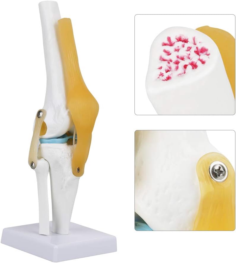 Anatomically Correct Life Size Study Functional Human Knee Joint Model for Skeleton Anatomy