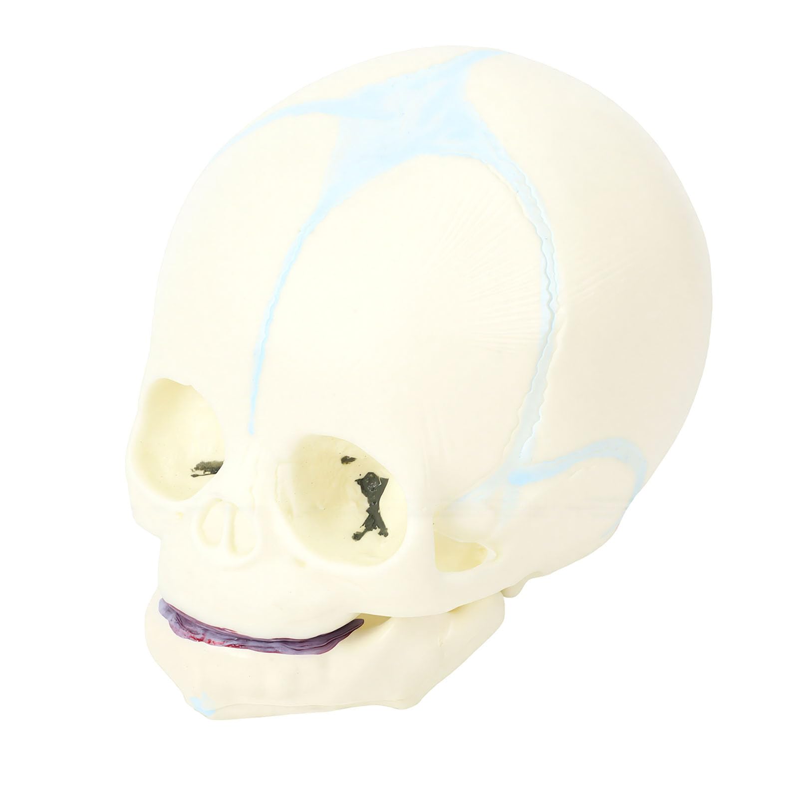 BRRNOO Modèle de Crâne de Nourrisson Humain, Outil Pédagogique D'affichage de Crâne D'anatomie Fœtale Grandeur Nature pour étudiants en Médecine, éducateurs, Artistes, Matériau en PVC