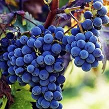 100+ PCS Heirloom Purple Concord Grape Vine Seeds for Lush Fruitful Gardens Perfect for Growing Your Own Grapes Seed for Planting