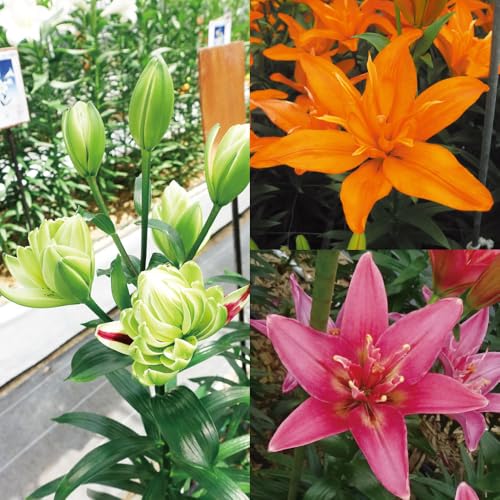 球根 すかしユリ 八重咲すかしユリBセット 3種12球 / 国華園 25年秋商品