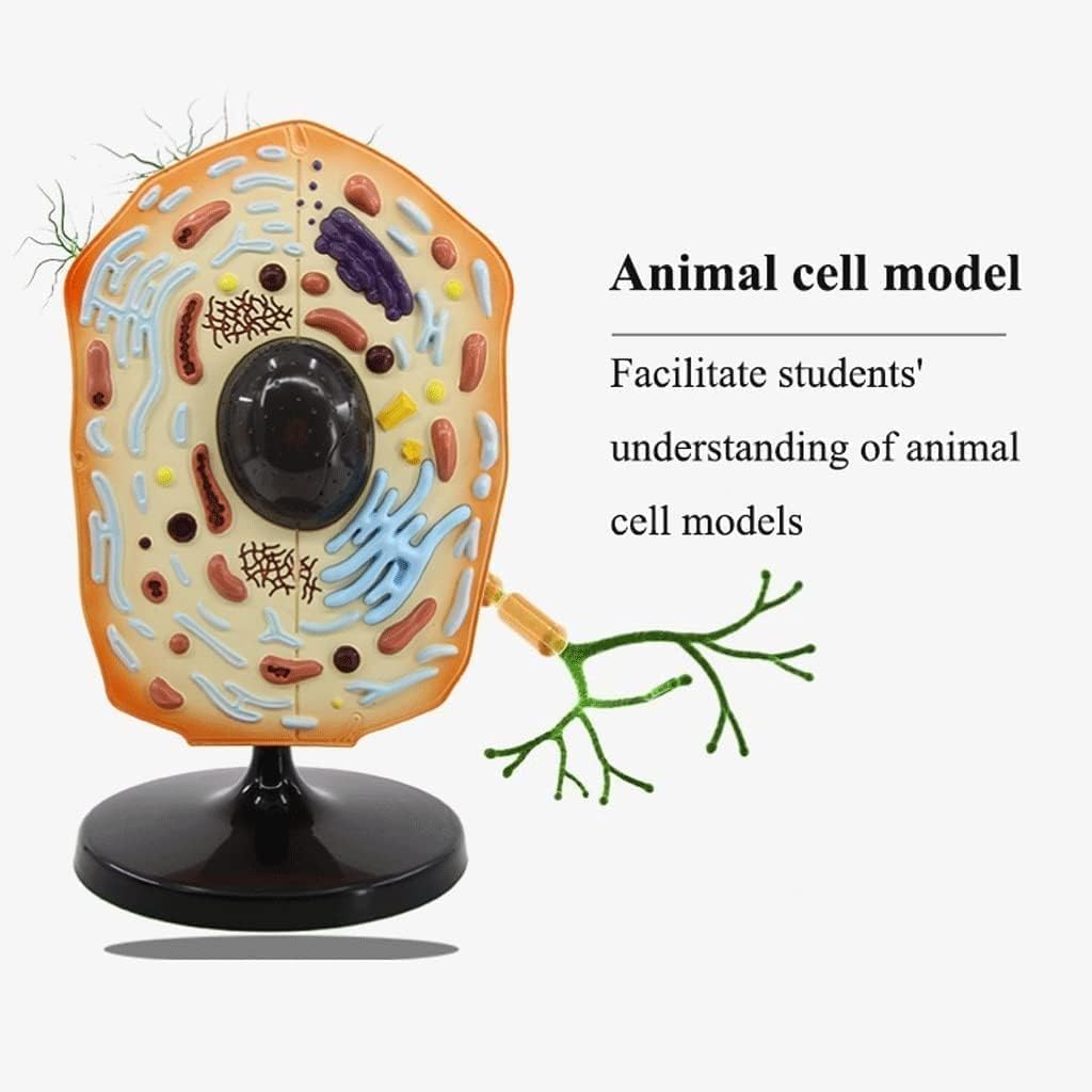 Model komórki zwierzęcej, model anatomiczny struktury błony komórkowej, stereoskopowy model organelli, przyrząd dydaktyczny do prezentacji podczas nauczania biologii.