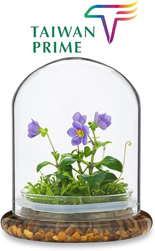 Miniatura 2 de Galardonado: violeta persa con musgo de rocío solar- Terrario de flores vivas en tarro de vidrio autosostenible, sin mantenimiento y florece para