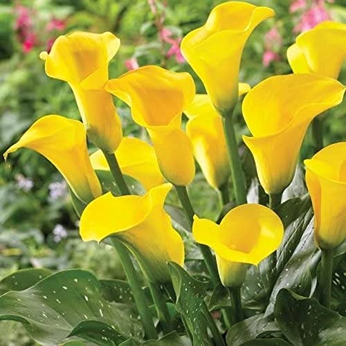 Perenne Amato Giardinieri Entry-Level Varietà Di Crescere In Fretta Di Facile Cura Outdoor Indoor Piantare 6PCS Calla Lily Bulbi