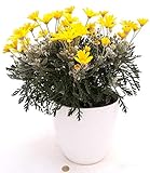 POWERS TO FLOWERS