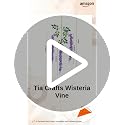 Image of Tia Crafts Artificial Hanging Flowers for Ceiling Balcony | Purple Wisteria Vine | Home Party Decor Garden Outdoor Greenery Office Wall Decoration | Waterproof Washable - Pack of 12 (Purple, 12)