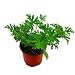 Afco 100Pcs Citronella Plant Seeds Mozzie Buster Mosquito Repellent Garden Bonsai Decor (Green)