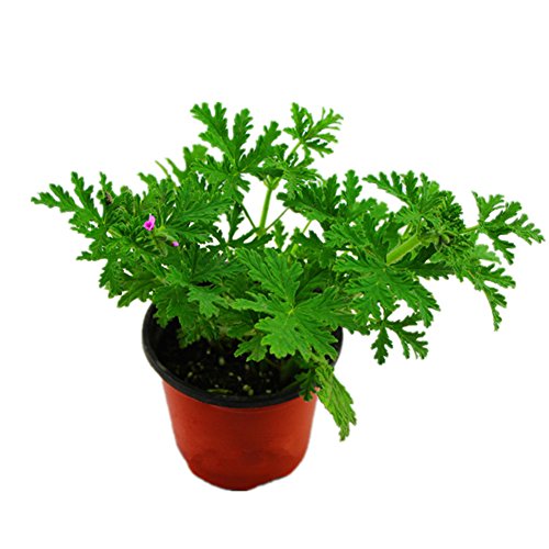 AchidistviQ 100Pcs Citronella Plant Seeds Mozzie Buster Mosquito Garden Decor