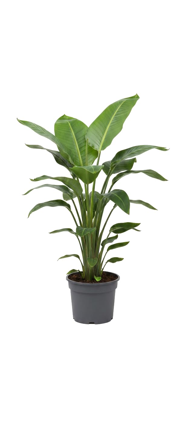 Strelitzia Nicolai Flor de Pájaro Maceta 17 cm Altura 60-65 cm DECOALIVE Planta Tropical para Regalo Verde