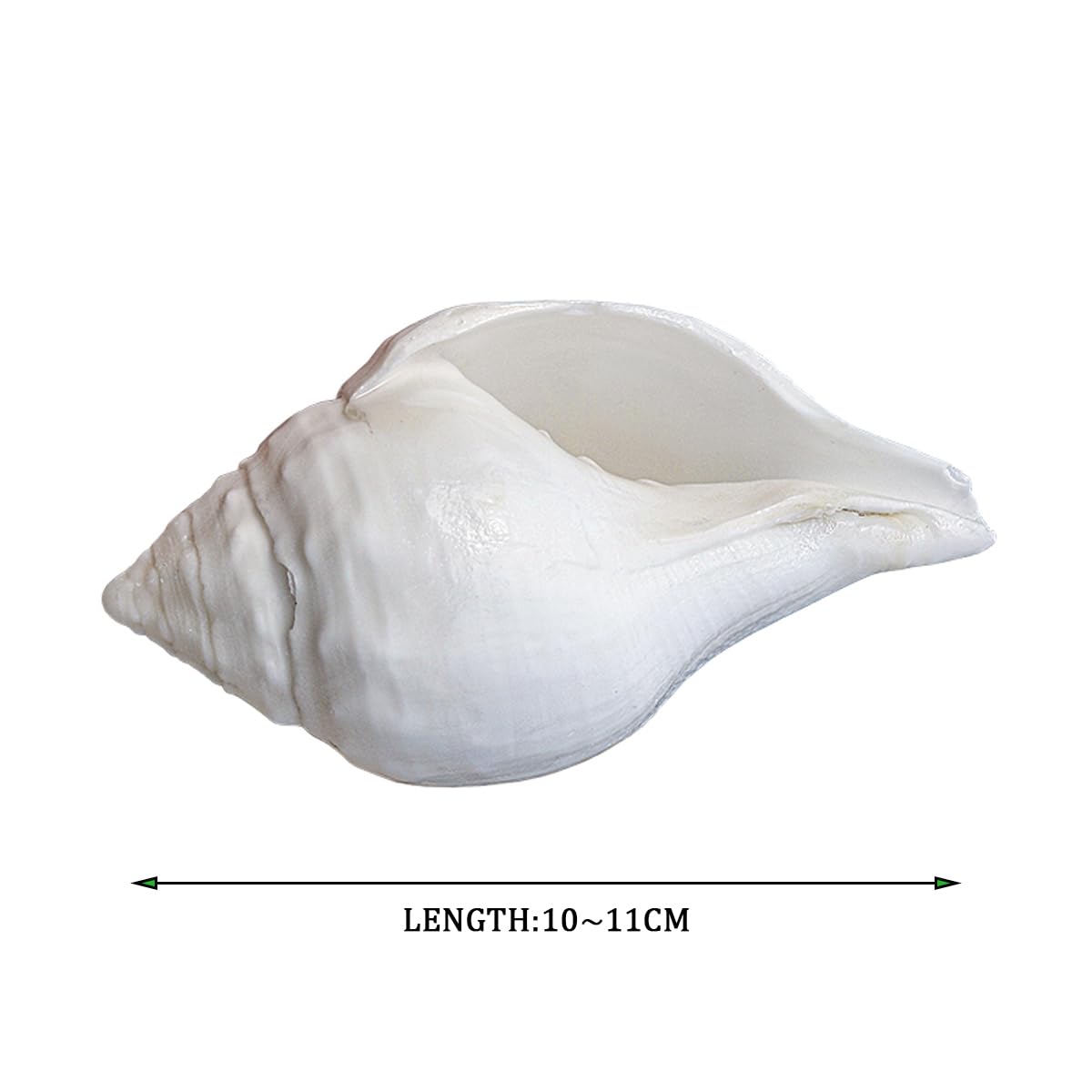 Coquillage, Énorme conque océanique 9~12 Cm, Parfaite la décoration de(10~11cm)