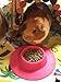STAYbowl Tip-Proof Ergonomic Pet Bowl for Guinea Pig and Other Small Pets, 1/4-Cup Small Size, Fuchsia (Pink)