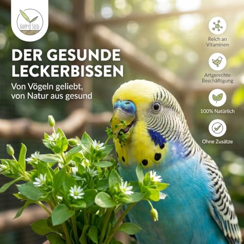 Vogelmiere Samen (Stellaria media) - Wertvolle Heilpflanze und beliebte Futterpflanze für Wellensittiche und viele andere Vögel (Vogelmiere)